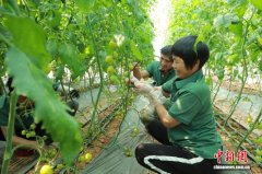 湖南新田废弃砖厂变身智慧蔬菜产业园